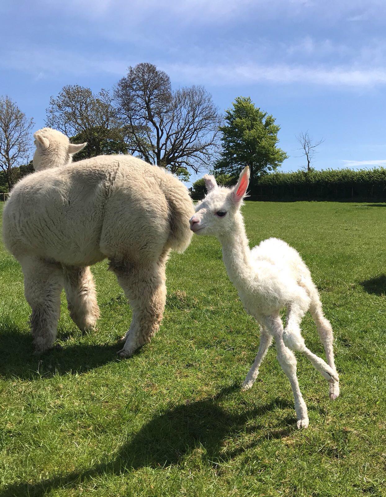 Alpacas things to do kelso