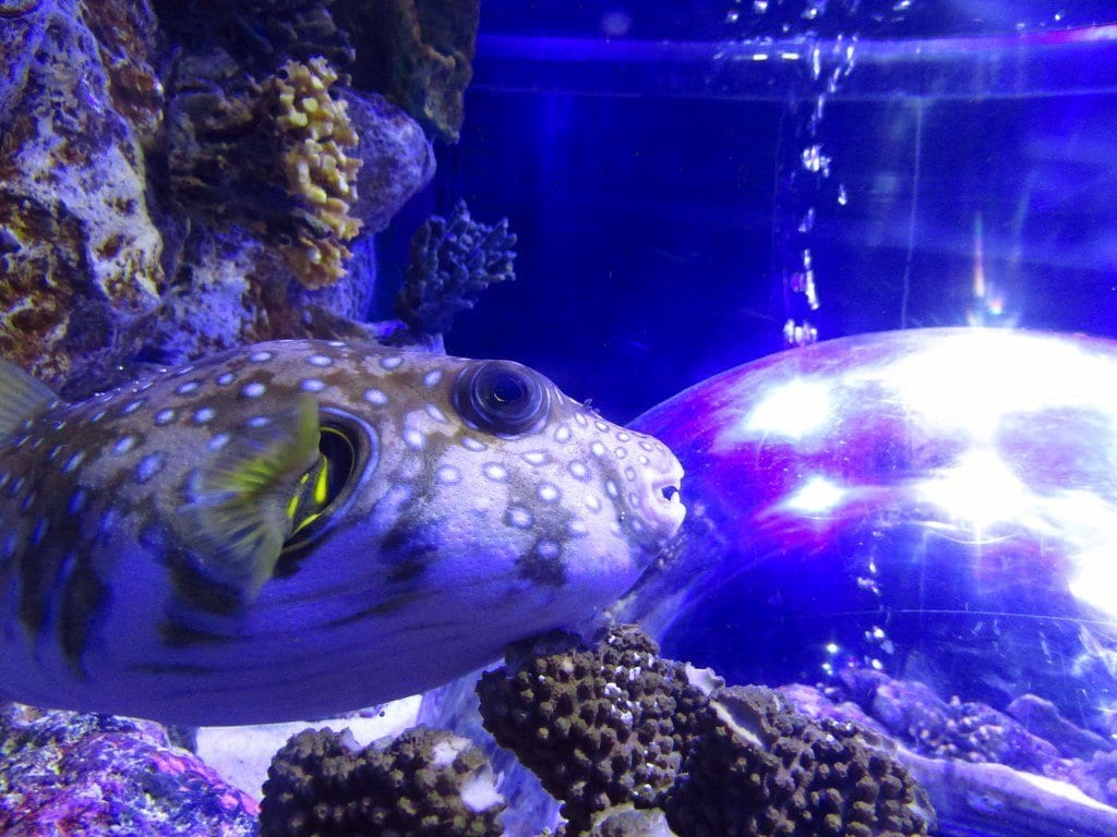 Lomond Sea Life Aquarium