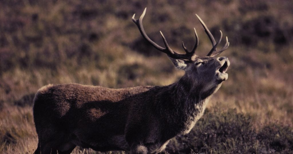 Highland Safaris: things to do in Dunkeld