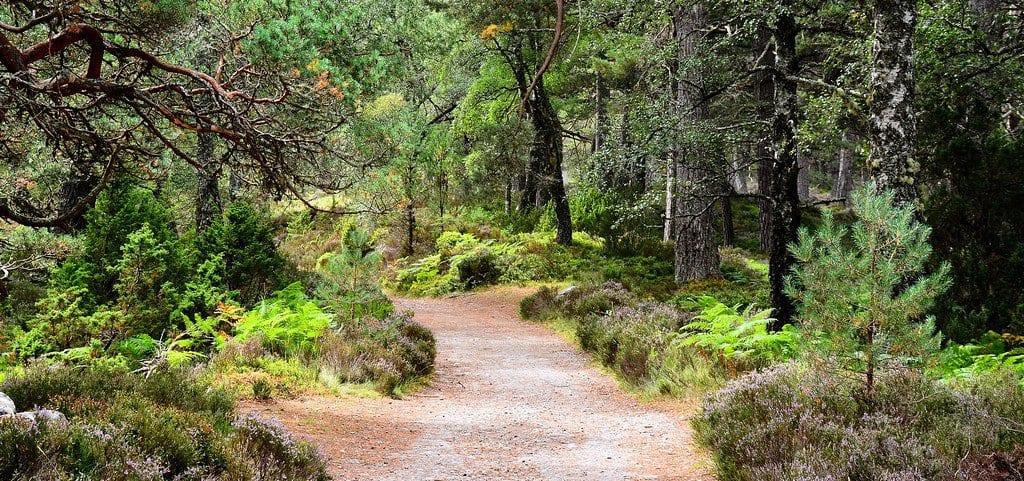 things to do in Aviemore