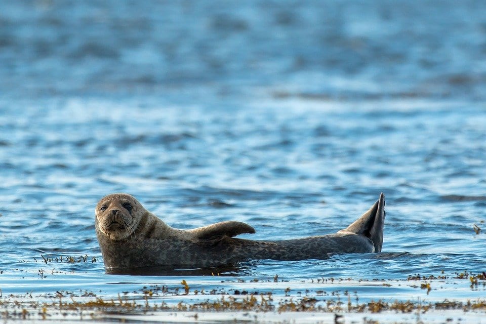 Seal spotting in Gairloch