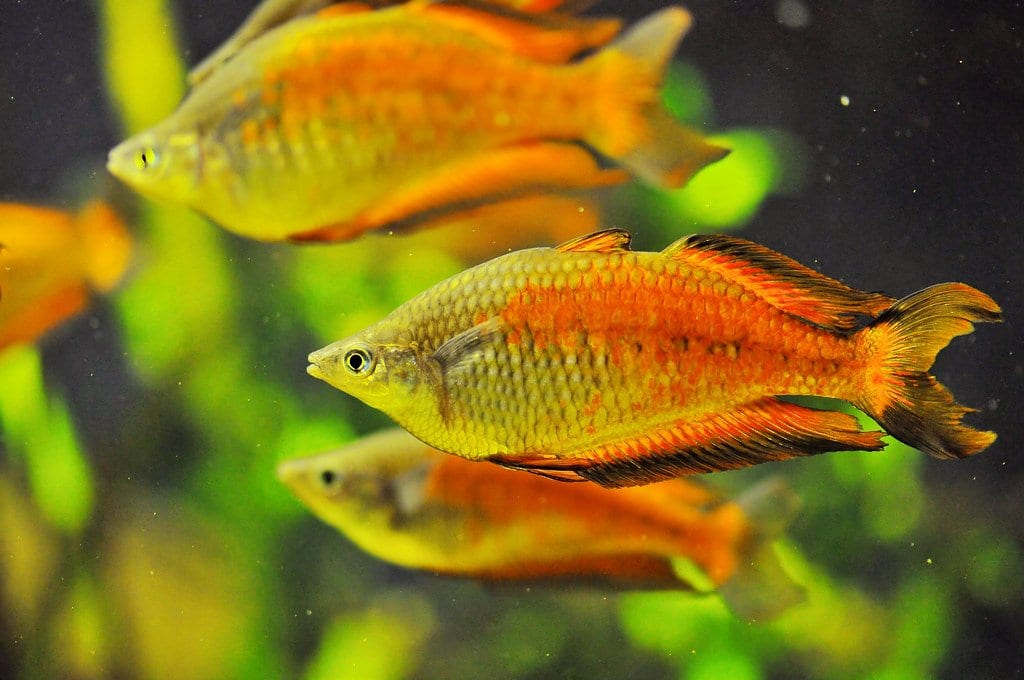 Aquarium - things to do in St Andrews