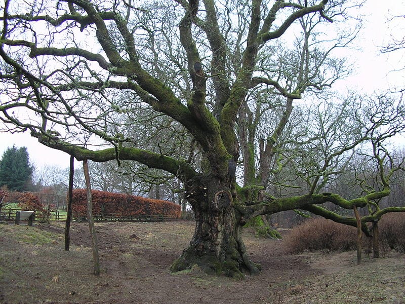 The Birnam Oak: things to do in Dunkeld