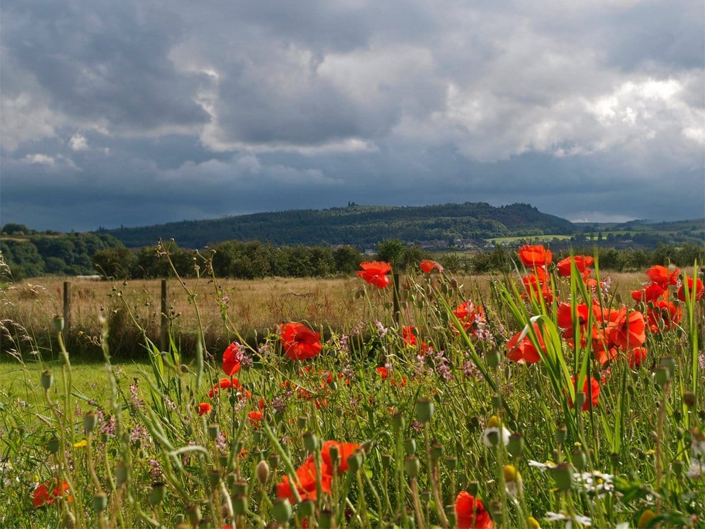 Gillies Hill